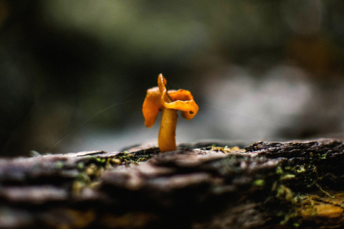 dyspnoeic:Cute lil mushrooms in a Portland, Oregon, forest. November 2017(I’m uncertain as to what t