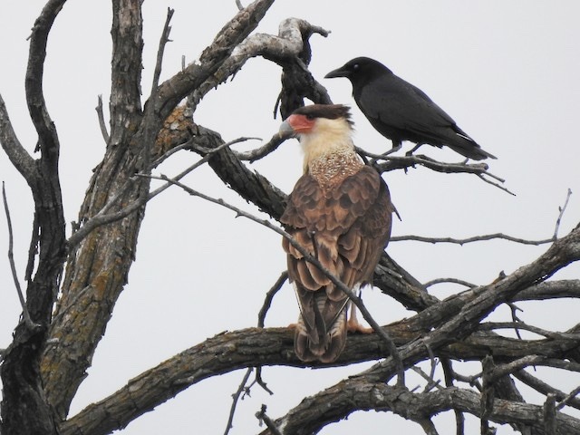 coyotes-grin:  todaysbird:  i really like when crows just insert themselves into