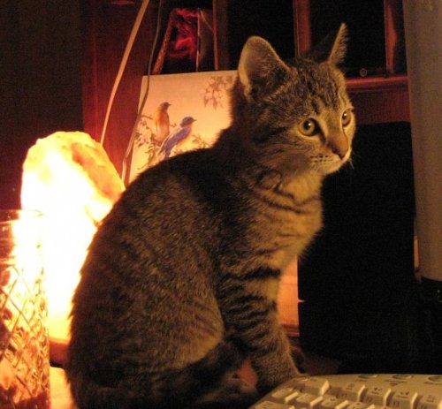 ohnopicturesofanothercat:One more nostalgic Utley picture. The first morning I woke up and he was th