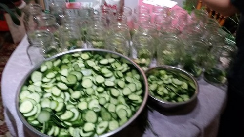 thegardendiary:August 2nd, 2018 2 bushels of cucumbers 2 days of hard work And 95 jars of pickles in