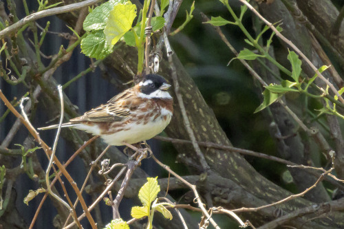 カシラダカ（Rustic Bunting）