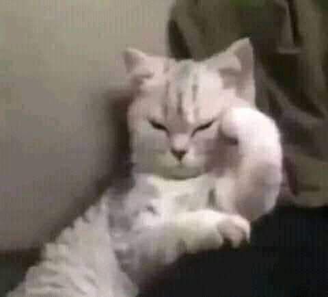G-gatitos??