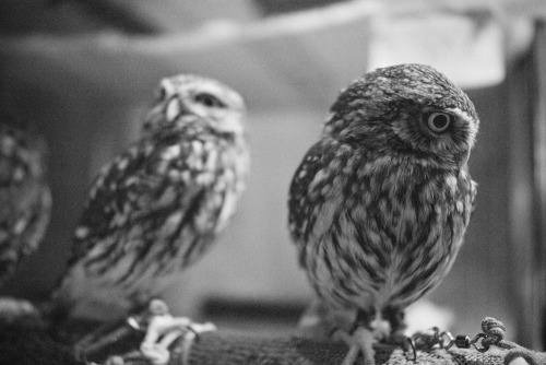 lottaringqvist:  When in Tokyo we visited an owl café. For one hour you were allowed to hang with the coolest owls. They were so calm and really soft to pad on the feathers. They felt as soft as kittens. And you couldn’t feel their claws, they were