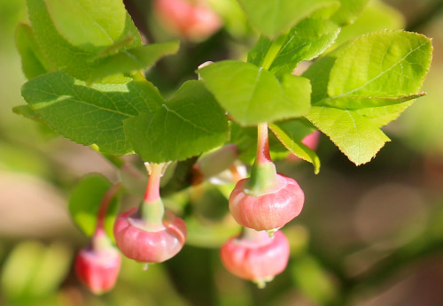 Blueberries (or rather, Common Bilberries or European Blueberries) in the making. Bil