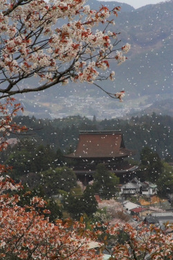 yuikki:  桜吹雪 l tsugu_photography 