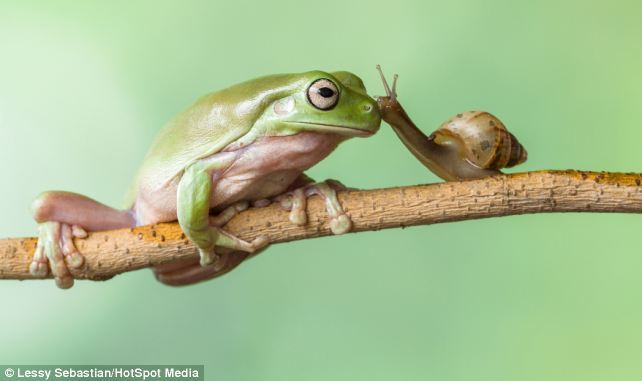 ursulavernon:  magicalnaturetour:  Is this the world’s slowest game of leapfrog?