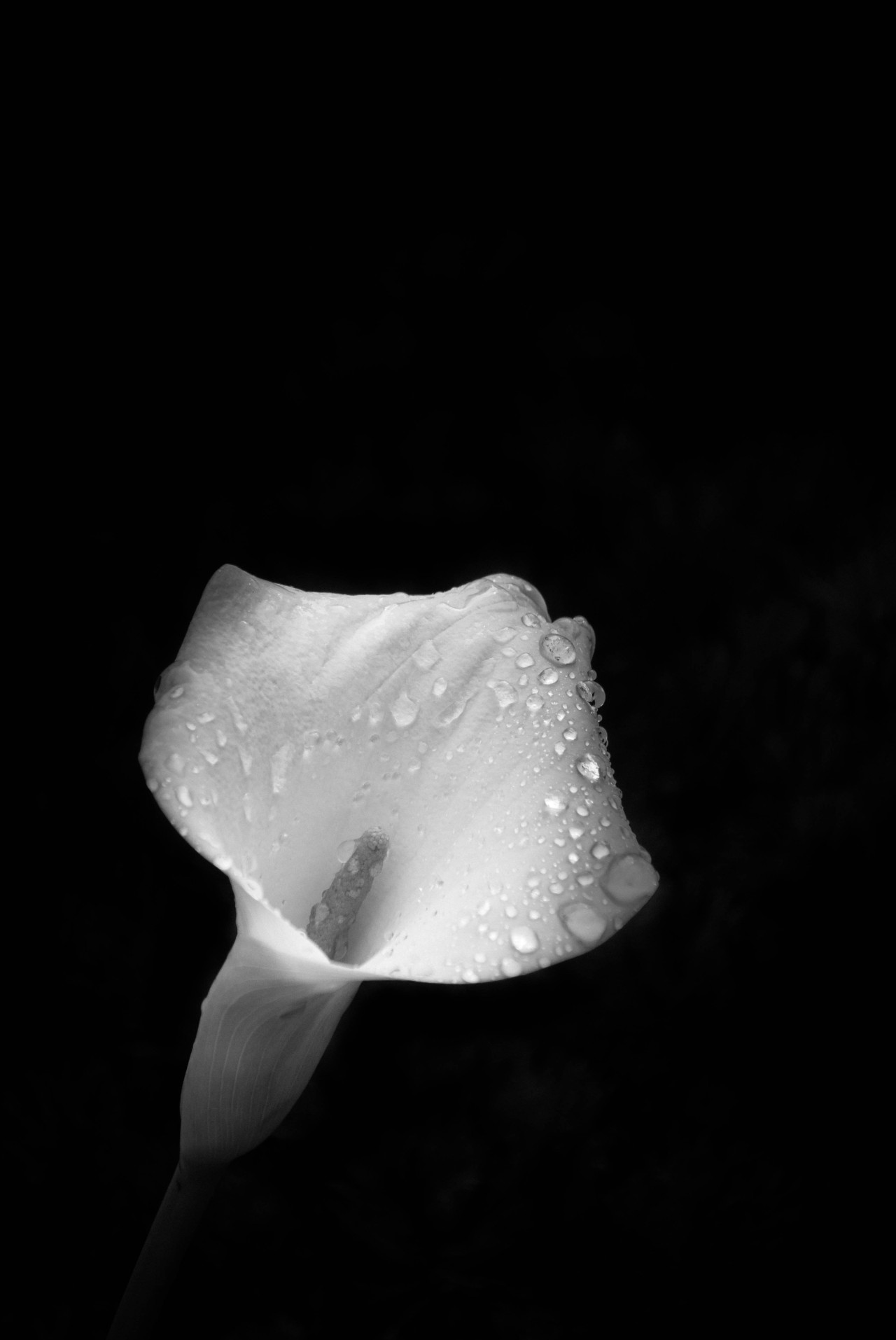 Photography In Motion