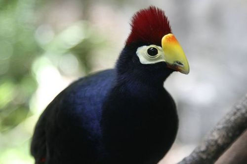 cool-critters:Ross´s turaco (Musophaga rossae)Ross’s turaco is a mainly bluish-purple African bird o