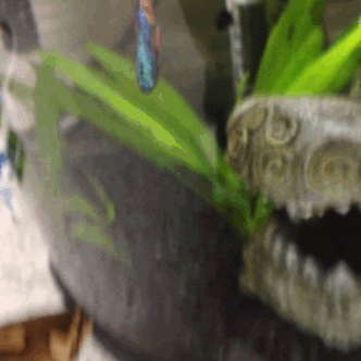 snoodlenoodles:Boba is like “oh hell no!”