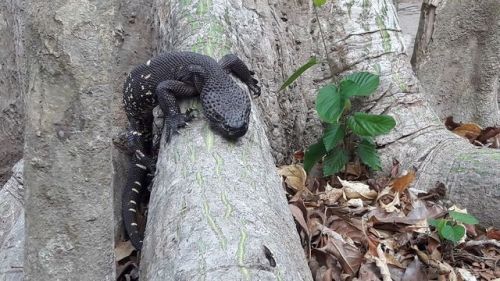 Amazing Heloderma horridum from Chiapas, Mexico Credit: Angel Lara &gt; For more pics, videos &a