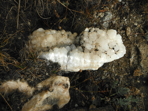 Quartz in a small copse of white pines. Pinnacles Lakes Basin, John Muir Wilderness, Sierra Nevada M