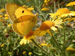 pagewoman:   Clouded Yellow Butterfly on Fleabane  ❀   by Stephen Watson 