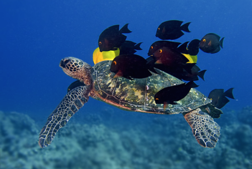 princessailorscout:  nubbsgalore:  photos by mike roberts, masa ushioda, peter liu and doug perrine of green sea turtles being cleaned by yellow tangs, goldring surgeonfish and saddle wrasse. by feeding on the algea and parasites which grow on the turtle