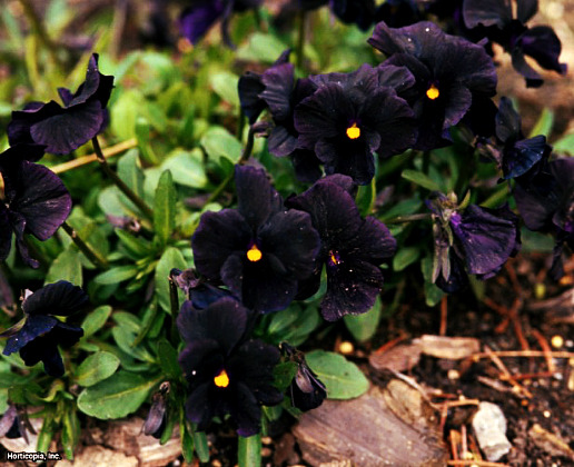 serenepristine:  BLACK/DARK FLOWERS for all my little goth friends: Black Cat/Velvet