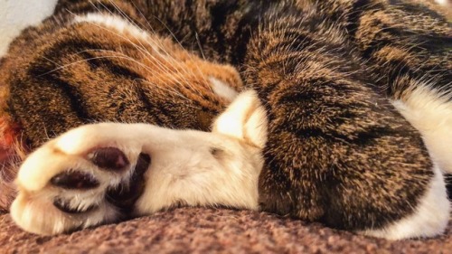 meganimals: ❤️ ❤️ ❤️❤️