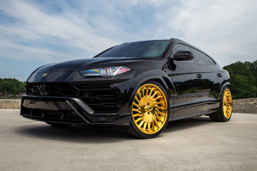 Lamborghini Urus on Forgiato Wheels 