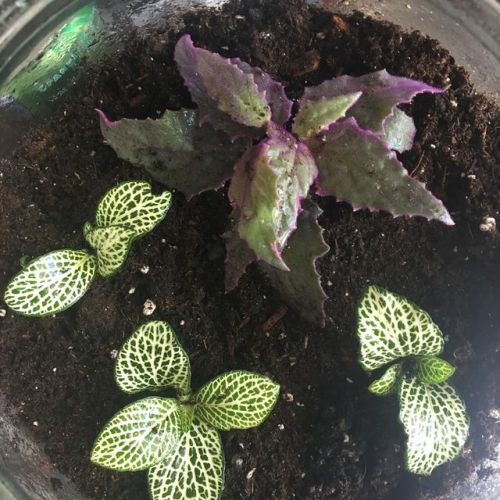 I did a big indoor gardening project this morning. Some of these babies are new and some of them are