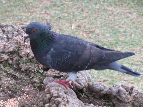 pigeongay