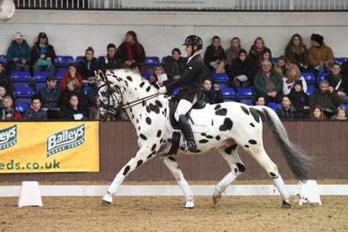 all-the-horses: Palousa San Sebastian San Remo x Palousa Caprice British Warmblood, Stallion 16.3hh 