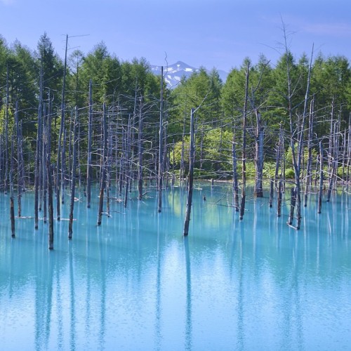 instagram:Hokkaido, Japan’s Iridescent Blue Pond (青い池)See more photos from Hokkaido’s Blue Pond by v