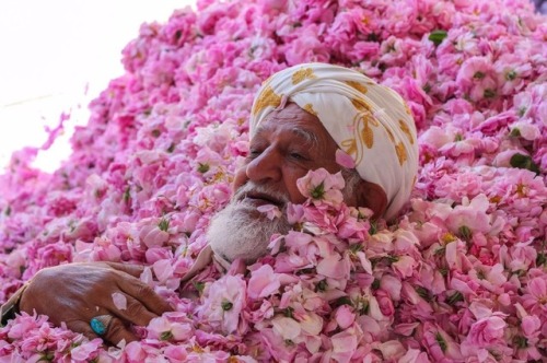 thevintagearab:A flower gardener taking a rest (and photo opportunity) in his Taif flowers..مزارع يح