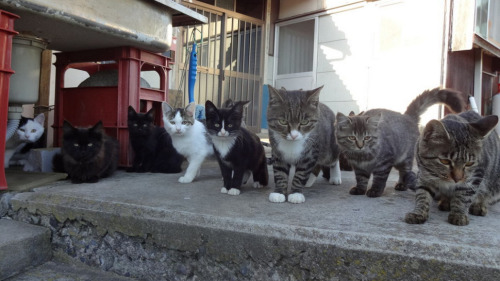 kotakucom:  Japan has not one, but two places that are referred to as “Cat Island.” Can you guess what’s special about them? (It has to do with cats.)