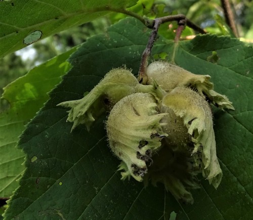Our Hazelnut Shrub is nutting! Wow, had no idea the satchels looked so cute.About year 5 in the yard