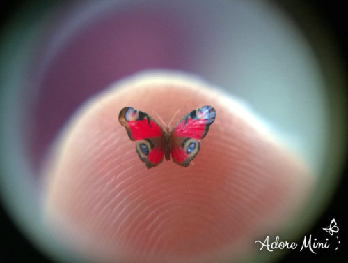 sosuperawesome:Miniature Butterflies by Julia CissellThe micro-fine detail of the wings of these min