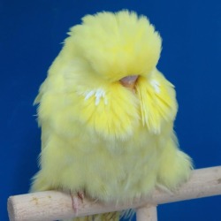 Importantbirds:   Hum An: Birdb!!! ! Make A Waking Up.. I Am Photographe Birp: No