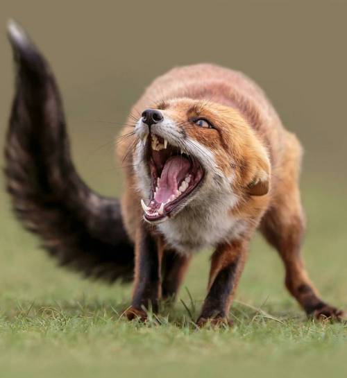 geographicwild:.Photography by © (Arno van Zon). Angry fox… #fox #wildlife #animal #wild
