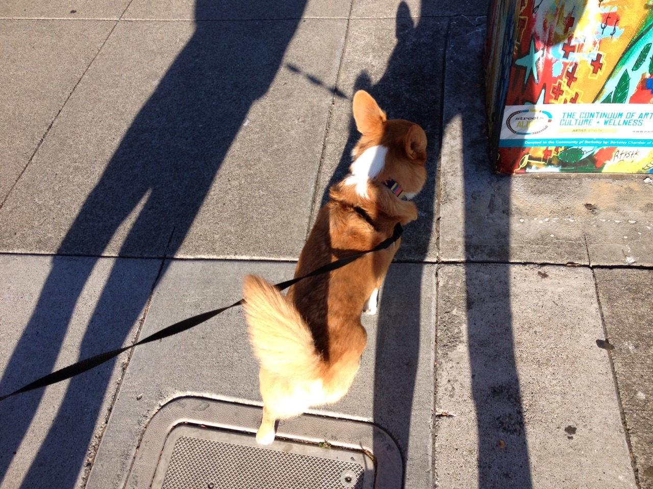 chubbythecorgi:  I know I know, where would community art BE without my contributions?