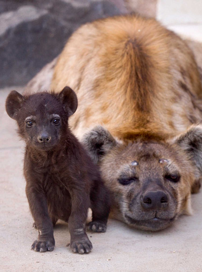 Porn photo Growing Up: Spotted Hyenas
