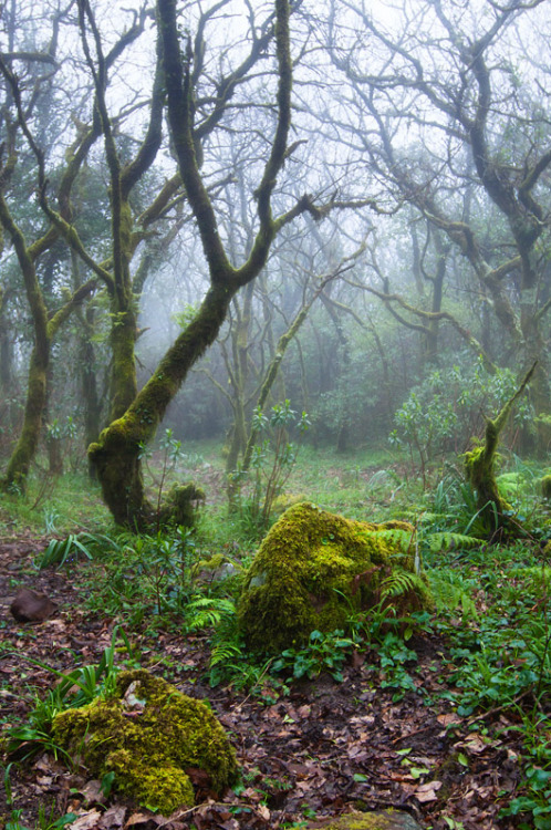 quiet-nymph:“Bosques de niebla“ by Jose Maria Luna Anillo