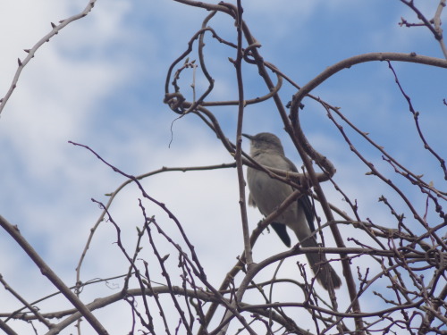 Northern mockingbirds at the National Arboretum in Washington D.C.