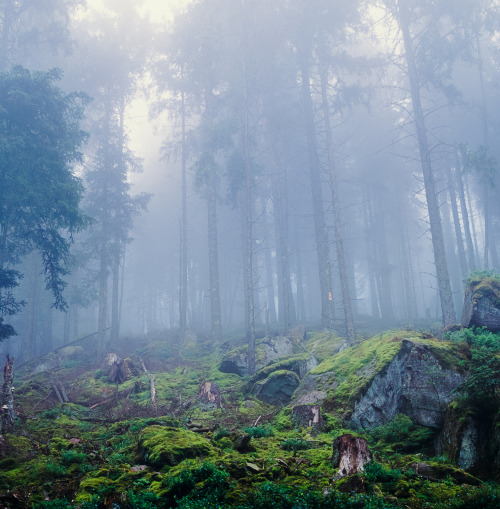 Forest &amp; Trees by Erwin van den Bosch My site | Project 365 | Flickr | Facebook