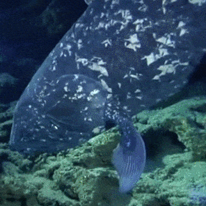 judestims: Coelacanthx/x/x x/x/x x/x/x
