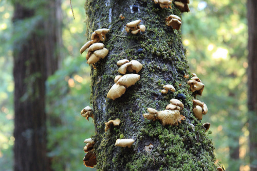 Muir Woods - Winter by MarlaSingar on Flickr.