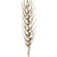 wheatandwillow