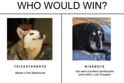 awwdorables:  a battle for the ages   why would they fight? They’re best friends 