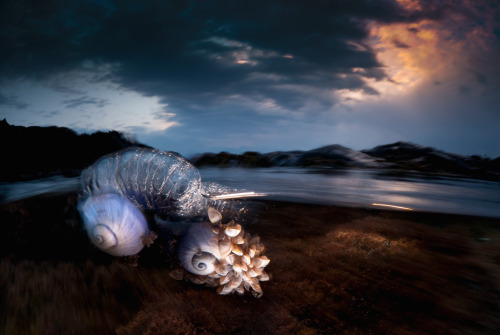 nubbsgalore:  photos by matt smith from the Illawarra coast in new south wales of bluebottles, violet snails and blue dragons.  despite its resemblance to the jellyfish, the bluebottle is more closely related to coral. known as a zooid, the bluebottle