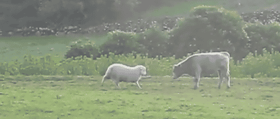 XXX cineraria:  Sheep teaches young bull to head photo