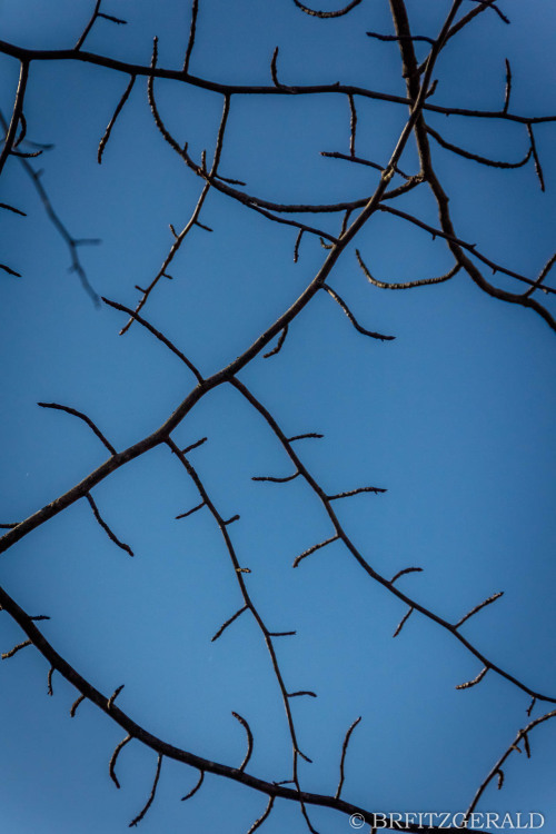 Plainsboro Audubon Preserve.  Plainsboro, NJ. ISO 800 | 95mm | f/5.6 | 1/4000 secPhoto © 2020 Brian 