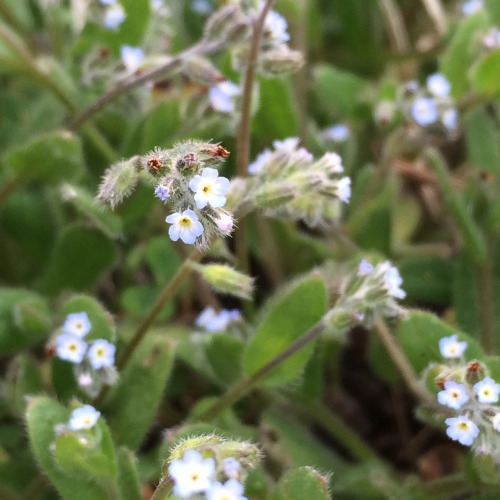 found the tiniest flowers today