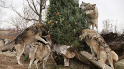 Wolveswolves:  Happy Christmas! Wolves Enjoy A Treat-Covered Christmas Tree At Wolf