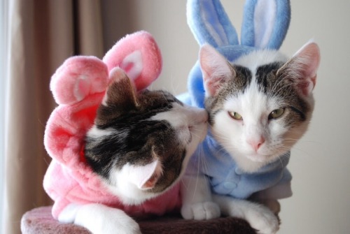 mostlycatsmostly:mostlycatsmostly:Scout And Maisie (by candyflossgirl)Happy Easter To Those Who Cele