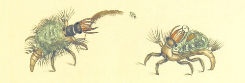 Image taken from page 275 of &lsquo;The British Miscellany: or, coloured figures of new, rare, or li