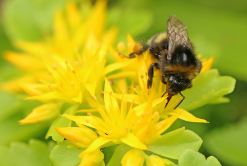 A bumblebee enjoying the nectar of a Sedum hybridum/Czar’s Gold flower. / En humla samlar nekt