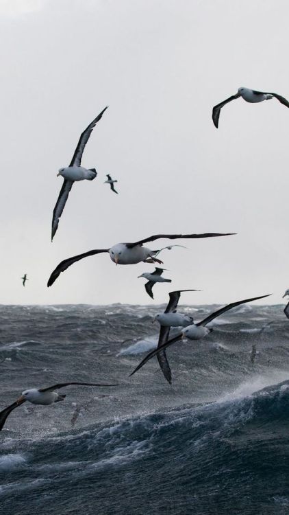 Gulls, sea storm, birds, sea, 1080x1920 wallpaper @wallpapersmug : https://ift.tt/2FI4itB - https://