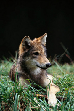 wolverxne:  Timber Wolf Portrait - by: (Gerry