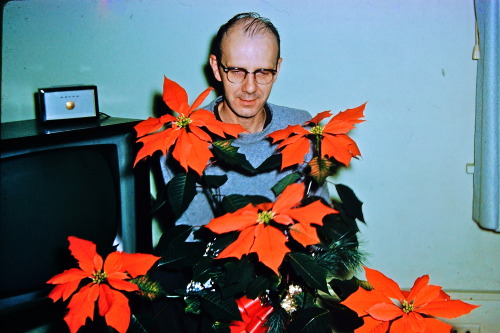 My Grandpa Ken with some poinsettias - December 1961